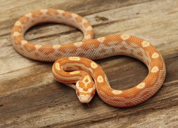 Butter Motley Corn Snake